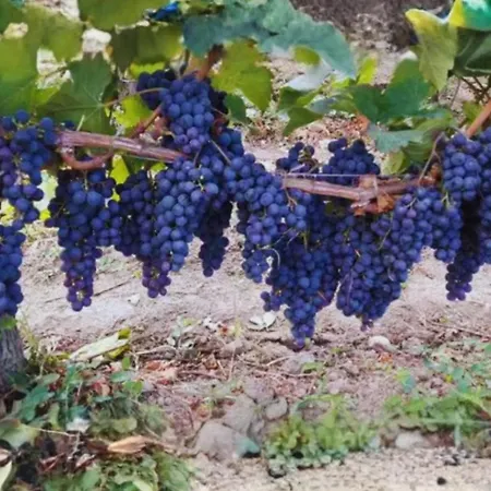 Chateau Richelieu فندق مبيت وإفطار Fronsac (Gironde)