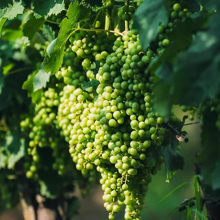 فندق مبيت وإفطار Chateau Richelieu Fronsac (Gironde)