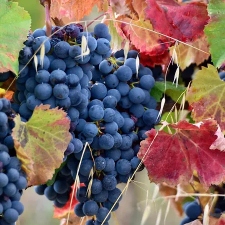 Chateau Richelieu 3* Fronsac (Gironde)