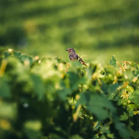 فندق مبيت وإفطار Chateau Richelieu Fronsac (Gironde)