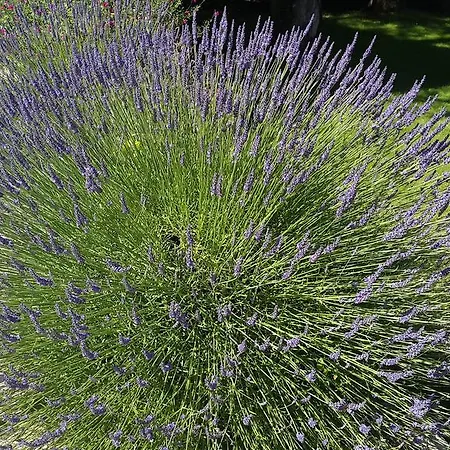 住宿加早餐酒店 黎塞留城堡酒店