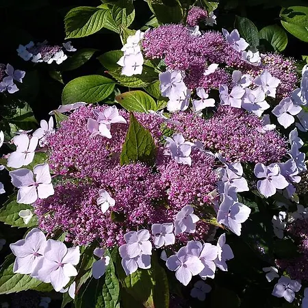 住宿加早餐酒店 黎塞留城堡酒店