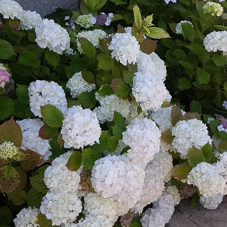 黎塞留城堡酒店