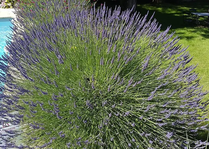 B&B Chateau Richelieu